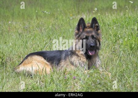 Langhaar Schäferhund Stockfoto