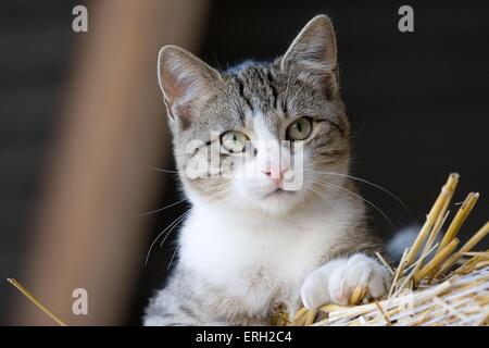 Hauskatze auf Stroh Stockfoto