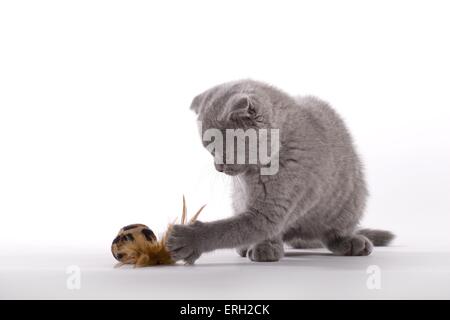 Scottish Fold Kätzchen Stockfoto