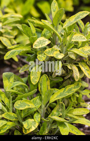 Buntes Laub das Küchenkraut gemeinsame Salbei, Salvia Officinalis 'Icterina' Stockfoto