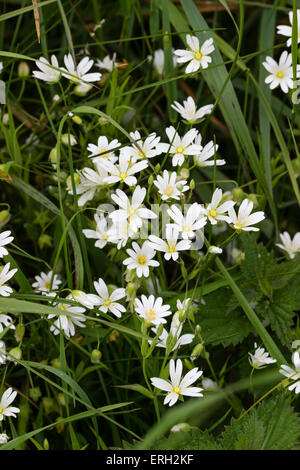 Ende Mai Blumen die größere Stitchwort, Stellaria Holostea, eine UK einheimischen Wildblumen Stockfoto