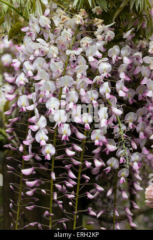 Elegante baumelnden rosa und weiße Trauben der duftende Kletterer, Wisteria Floribunda "Honbeni" Stockfoto