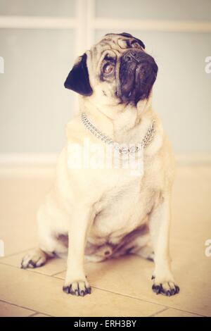 Mops Stockfoto