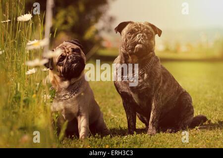 2 pugs Stockfoto