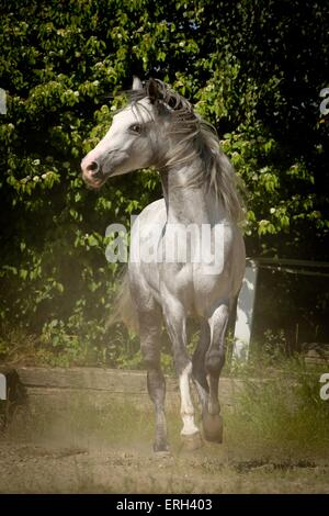 Shagya-Araber im Trab Stockfoto