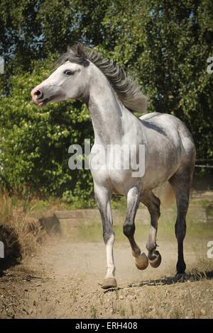 Shagya-Araber im Trab Stockfoto