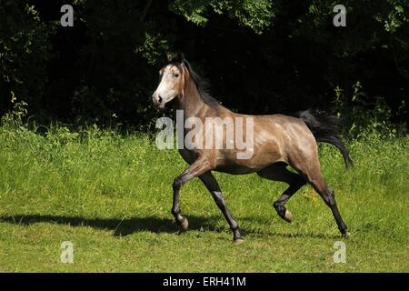 Shagya-Araber im Trab Stockfoto