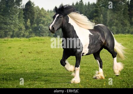 Irish Tinker Trab Stockfoto