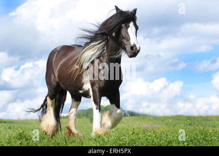 Irish Tinker Trab Stockfoto
