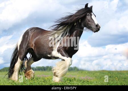 Irish Tinker Trab Stockfoto