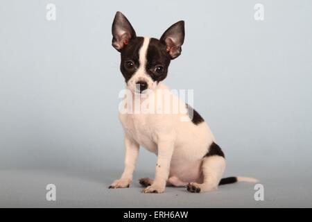 junger Chihuahua Stockfoto