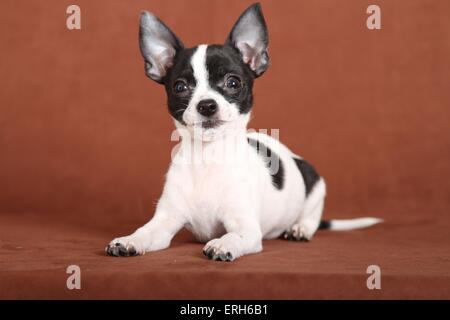 junger Chihuahua Stockfoto