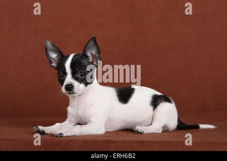 junger Chihuahua Stockfoto