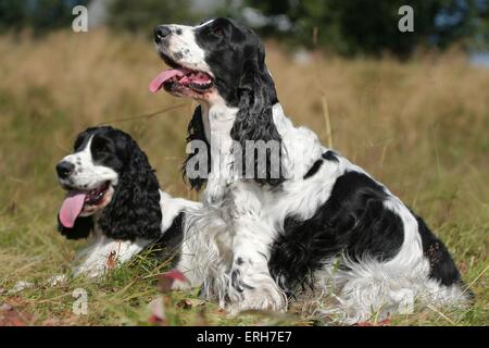 English Cocker Spaniel Stockfoto