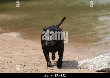 Staffordshire Bull Terrier Stockfoto