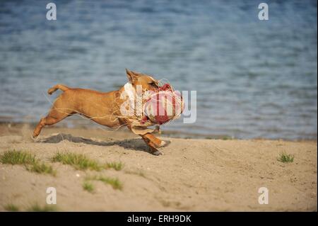 Staffordshire Bull Terrier Stockfoto