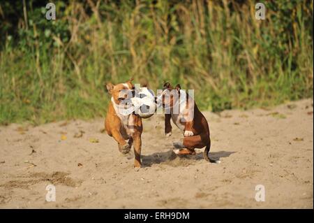 Staffordshire Bull Terrier Stockfoto