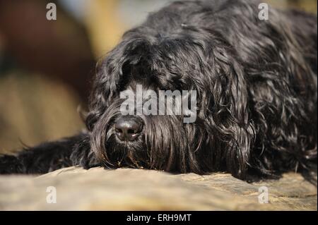 Berger de Brie-Portrait Stockfoto