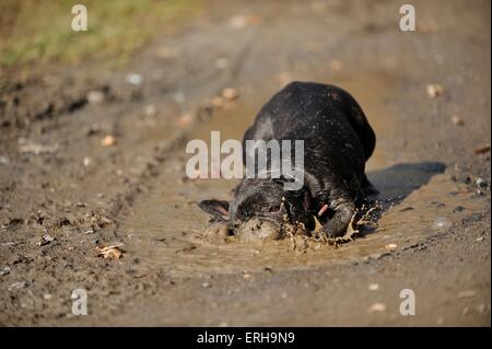 Französische Bulldogge Baden Stockfoto