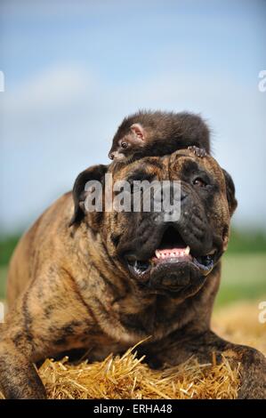 Bullmastiff und Frettchen Stockfoto