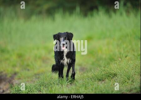 Fuß Border Collie Stockfoto