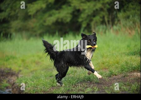 Border Collie zu spielen Stockfoto