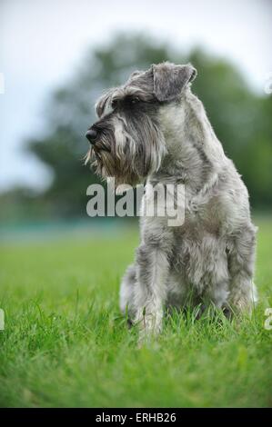 Schnauzer sitzen Stockfoto