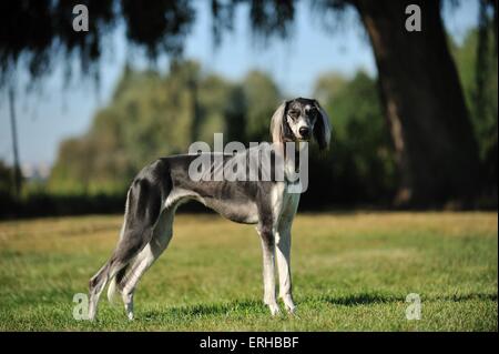 Persischer Windhund Stockfoto