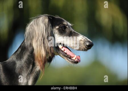 Persische Windhund Portrait Stockfoto