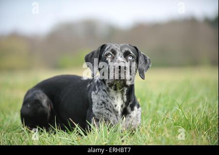 liegenden Louisiana Catahoula Leopard Dog Stockfoto