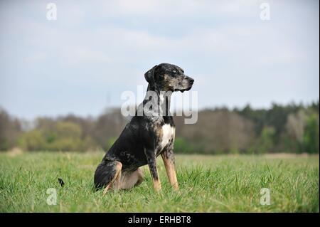 Louisiana Catahoula Leopard Dog sitzen Stockfoto