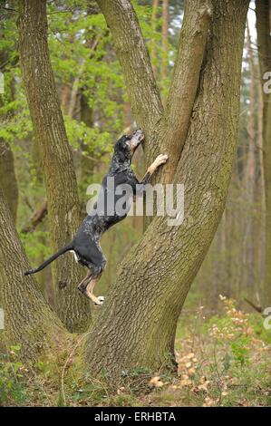 Louisiana Catahoula Leopard Dog Klettern Stockfoto