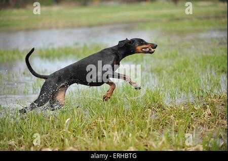 Dobermann zu spielen Stockfoto