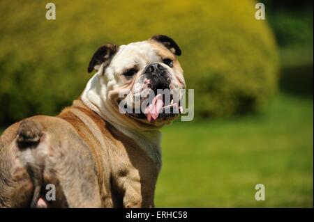 Englische Bulldogge Portrait Stockfoto