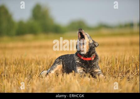 Australian Cattle Dog Barking Stockfoto