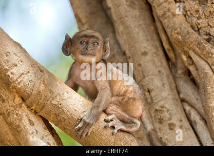 Ein Affenbaby sitzt und wartet auf seine Mutter auf einem Baum Stockfoto