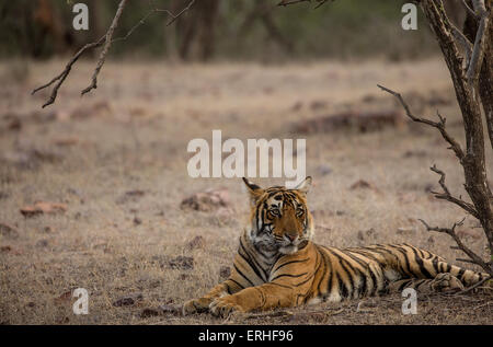 Ein Tiger im Schatten unter einem Baum sitzend Stockfoto