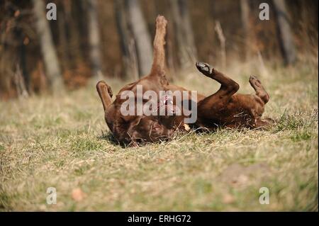 rollende Labrador Retriever Stockfoto