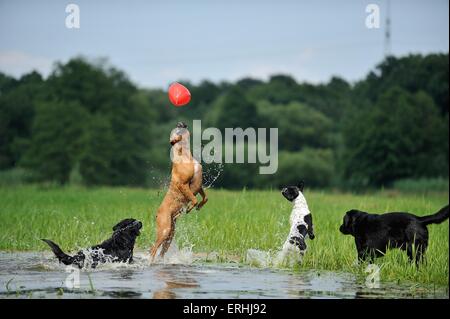 4 Hunde Stockfoto