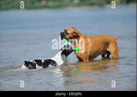 2 Hunde Stockfoto