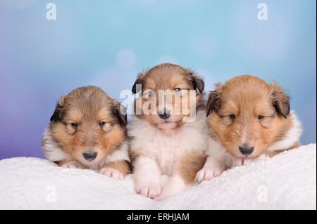 Langhaar-Collie-Welpen Stockfoto