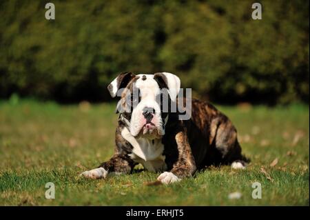 jungen Olde English Bulldog Stockfoto