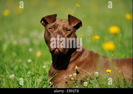 American Pit Bull Terrier liegend Stockfoto