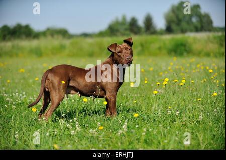 American Pit Bull Terrier stehend Stockfoto