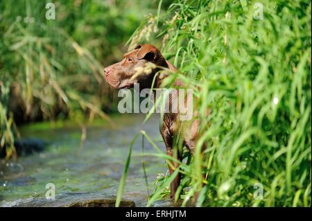 Amerikanischer Pit-Bullterrier Stockfoto