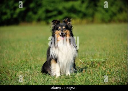 Shetland Sheepdog sitzen Stockfoto