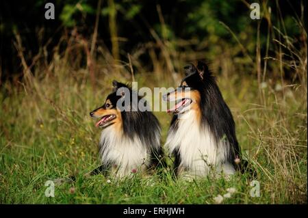 2 Shetland Sheepdogs Stockfoto