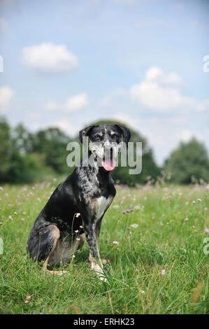 Louisiana Catahoula Leopard Dog sitzen Stockfoto