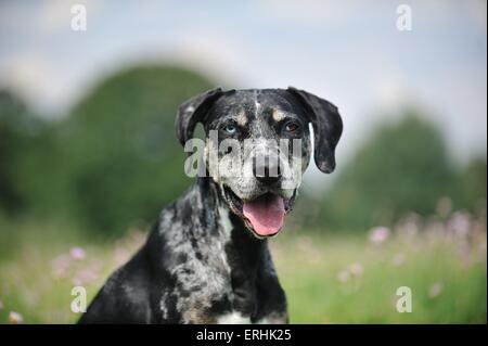 Louisiana Catahoula Leopard Dog Portrait Stockfoto