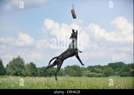 Louisiana Catahoula Leopard Dog springen Stockfoto